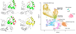 CRESSP: a comprehensive pipeline for prediction of immunopathogenic SARS-CoV-2 epitopes using structural properties of proteins 이미지