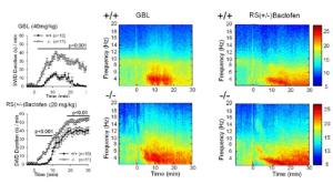 Analysis of Absence Seizure of Phospholipase C β4 (PLCβ4) KO Mice 이미지