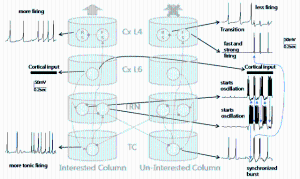 Sensory Selectivity in the Cortico-thalamo-cortical Circuit 이미지