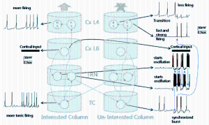 Sensory Selectivity in the Cortico-thalamo-cortical Circuit 이미지