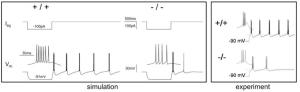 A Neuron Model Approach to Find a Cause of Disease, 2010 이미지