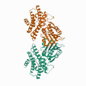 Human PDK2 complexed with inhibitors 이미지