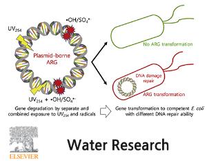 Degradation and deactivation of a plasmid-encoded extracellular antibiotic resistance gene during separate and combined exposures to UV254 and radicals