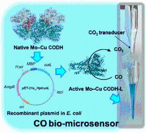 164. Functional Expression of a Mo–Cu-dependent Carbon Monoxide Dehydrogenase (CODH) and Its Use as a Dissolved CO Bio-microsensor