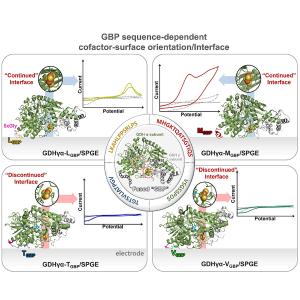 166. Peptide Sequence-Driven Direct Electron Transfer Properties and Binding Behaviors of Gold Binding Peptide-Fused Glucose Dehydrogenase on Electrode