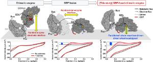 184. Wire-ready invertase-glucose dehydrogenase chimera as a strategic design for enzymatic chain reaction-driven electrocatalysis