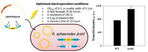 181. Optimization of electroporation conditions for introducing heterologous DNA into Rhodobacter sphaeroides