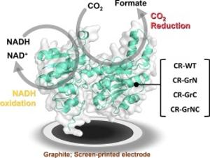 185. NADH-dependent CO2 reductase on graphite for eapacitive electrocatalytic interfacing mediated by solid-binding peptide