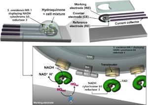 186. A Redox-Enzyme Integrated Microbial Fuel Cell Design Using the Surface Display System in Shewanella oneidensis MR-1