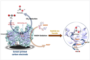 188. Solid-Binding Peptide-Enabled Allosteric Regulation of CO2 Reductase Adsorption on Activated Graphite Electrodes for Augmented Electrocatalytic Interfacing