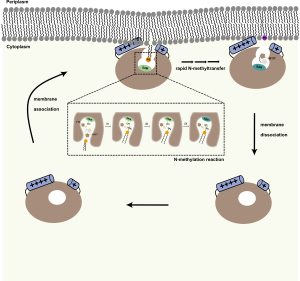 Structural insights into phosphatidylethanolamine N-methyltransferase PmtA mediating bacterial phosphatidylcholine synthesis