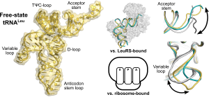 Crystal structures of free-state tRNALeu reveal conformational flexibility of Type-II tRNAs